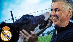 Enlace a Ancelotti vuelve al Madrid y las vacas sagradas no pueden estar más felices