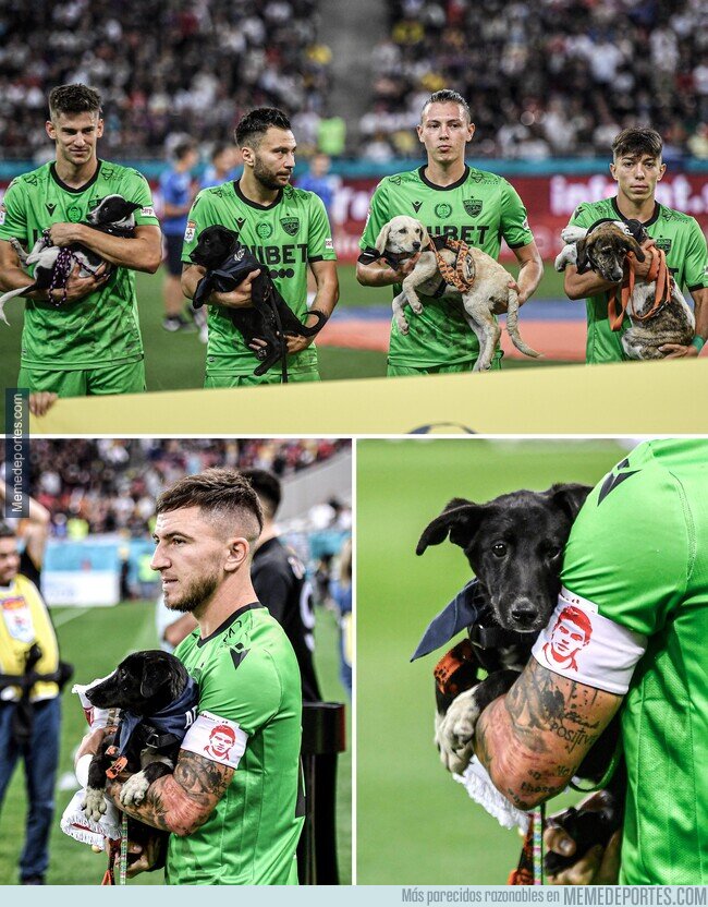 1144649 - En la liga rumana los jugadores salen con perritos en brazos que buscan un hogar. Yo quiero uno.