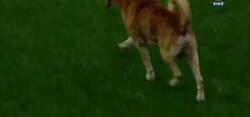 Enlace a Este amiguito peludo irrumpe en mitad de juego de la liga Argentina