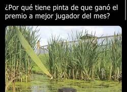 Enlace a El trofeo de esta nutria...
