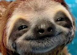 Enlace a Camavinga el mozito feliz.