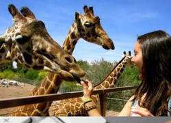 Enlace a Dar de comer a las jirafas a otro nivel