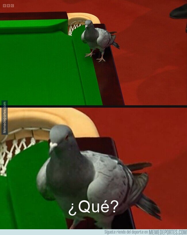 1159961 - Este pajaro se metió a un torneo de snooker y se paró sobre la mesa