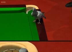 Enlace a Este pajaro se metió a un torneo de snooker y se paró sobre la mesa