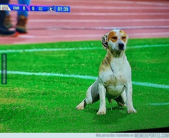 1161350 - No voy a mentir, envidio la confidencia de este perro