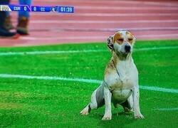 Enlace a No voy a mentir, envidio la confidencia de este perro