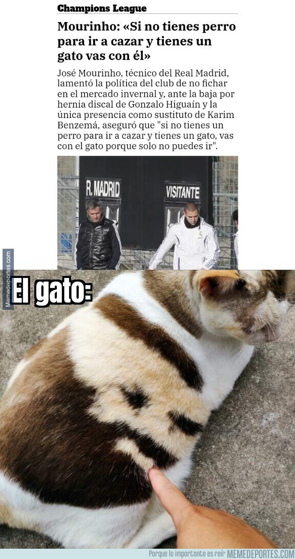 1163628 - El gato al que se refería Mourinho es real