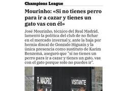Enlace a El gato al que se refería Mourinho es real