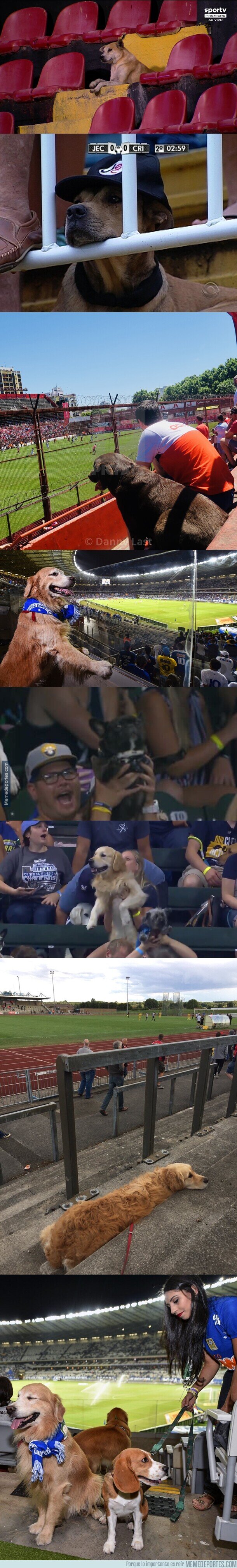 1164369 - Un comp de perritos viendo el futbol