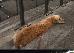 Enlace a Un comp de perritos viendo el futbol