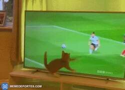 Enlace a El gatito portero es todo lo que tienes que ver hoy