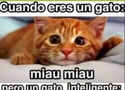 Enlace a Aspas por siempre