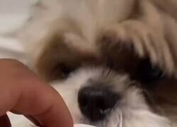 Enlace a El perrito que te ayuda con tu colección de cromos del mundial