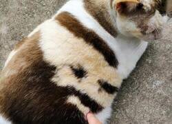 Enlace a La espalda de mi gato se parece al actual balón de oro