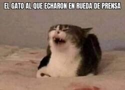 Enlace a Karma felino