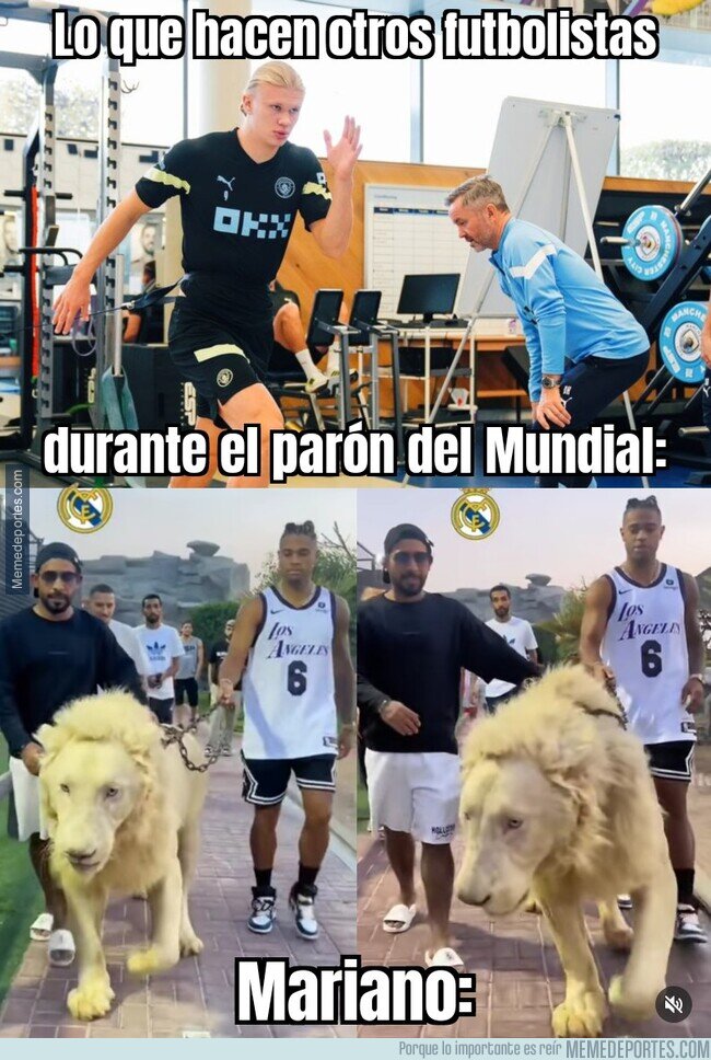 1177591 - Paseando un león albino, lo normal