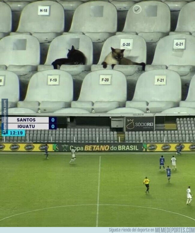 1184373 - Cuando no te ven ni cuatro gatos, literalmente