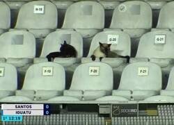 Enlace a Cuando no te ven ni cuatro gatos, literalmente