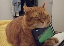 Enlace a Te quiero gatito que me sujeta el fútbol