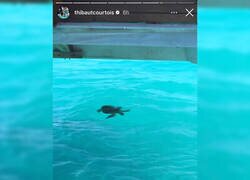 Enlace a Courtois también sabe cosas