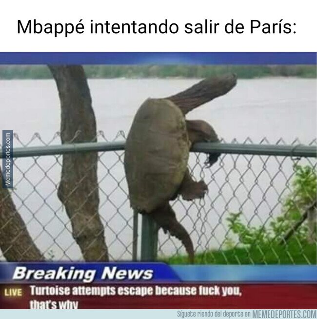 1192177 - La tortuga que no podía escapar