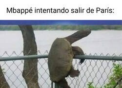 Enlace a La tortuga que no podía escapar