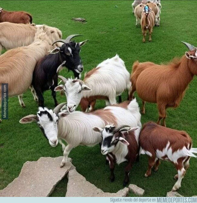 1196669 - Parecen simples cabras, pero si te alejas verás a la verdadera cabra