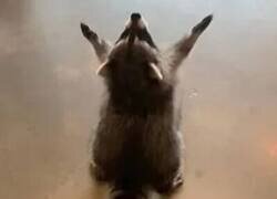 Enlace a Hey Judd...