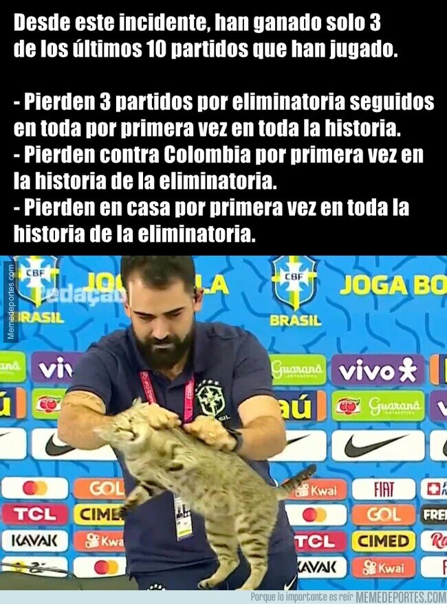 1199088 - Este gato maldijo a Brasil, estoy seguro