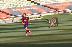 Enlace a La llegada de 'Tigrinho' amenaza a Lewandowski