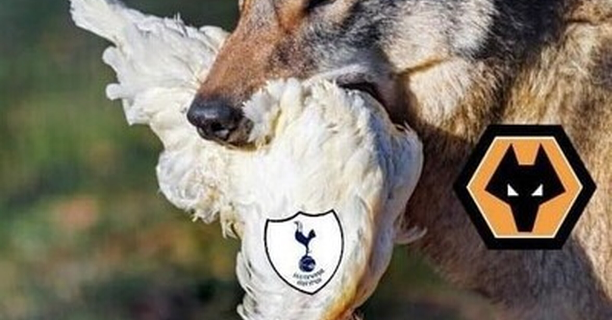 [ MEMEDEPORTES ] Asi fueron los momentos destacados del Spurs vs Wolves