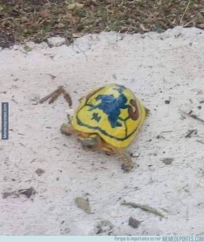 1202081 - Ventajas de tener tortuga en vez de gato: