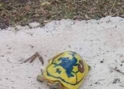 Enlace a Ventajas de tener tortuga en vez de gato: