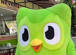 Enlace a Duolingo dando cátedra