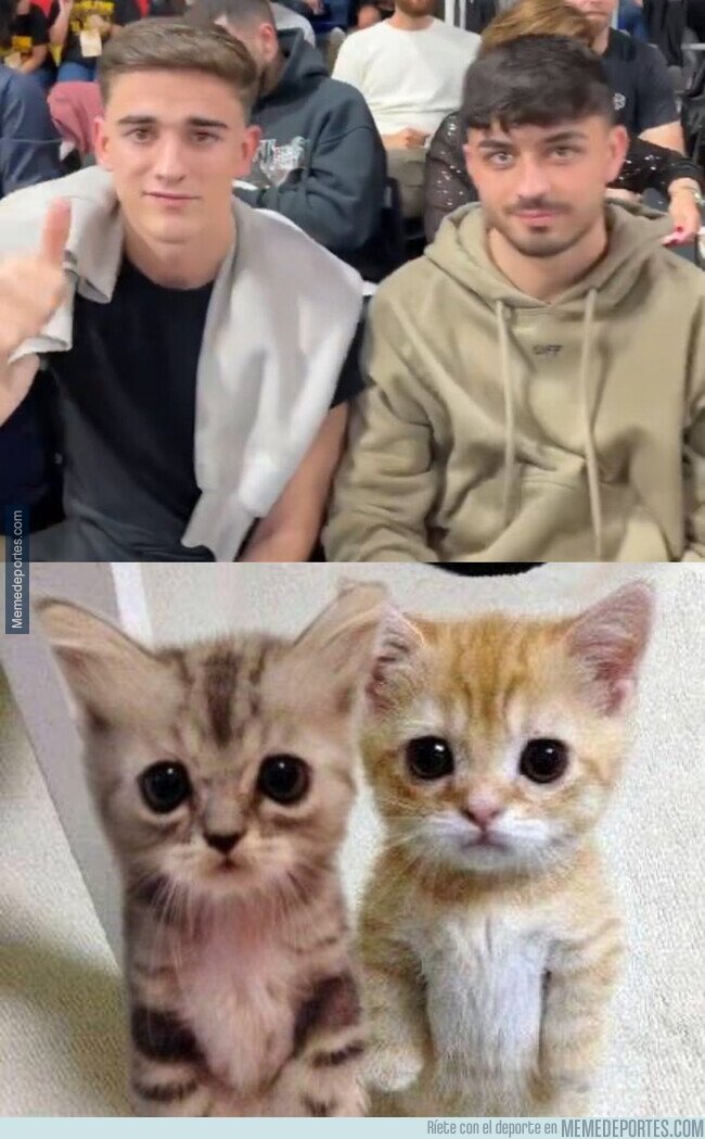 1203215 - Son tan adorables