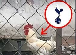 Enlace a Otros parecidos con el escudo del Tottenham