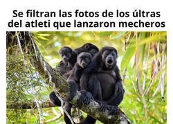 Enlace a Salvajes fuera del deporte