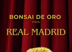 Enlace a Bonsai d'Or