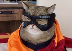 Enlace a Os dejo con el gato Osimhen y podéis seguir bajando