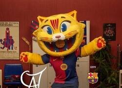 Enlace a Gafe felino