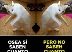 Enlace a Hay gato encerrado