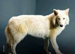 Enlace a Revivan al United