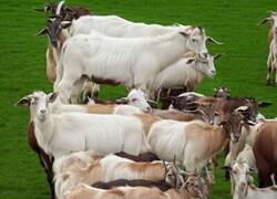 Enlace a En esta imagen solo hay una cabra