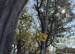 Enlace a Lugar donde se permiten las chilenas