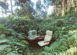 Enlace a El despacho Del Bosque