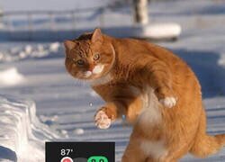 Enlace a Combinación letal