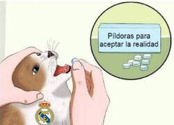 Enlace a Deberían aceptar la realidad