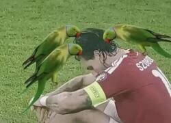 Enlace a Pájaros en la cabeza