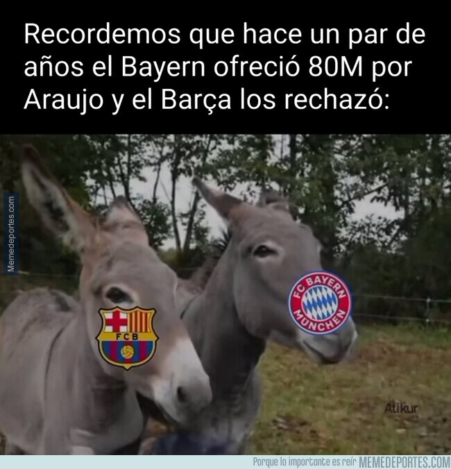 1233250 - A cada cuál más burro
