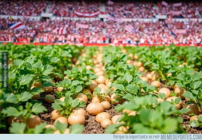 1236176 - Wanda Metropatatano